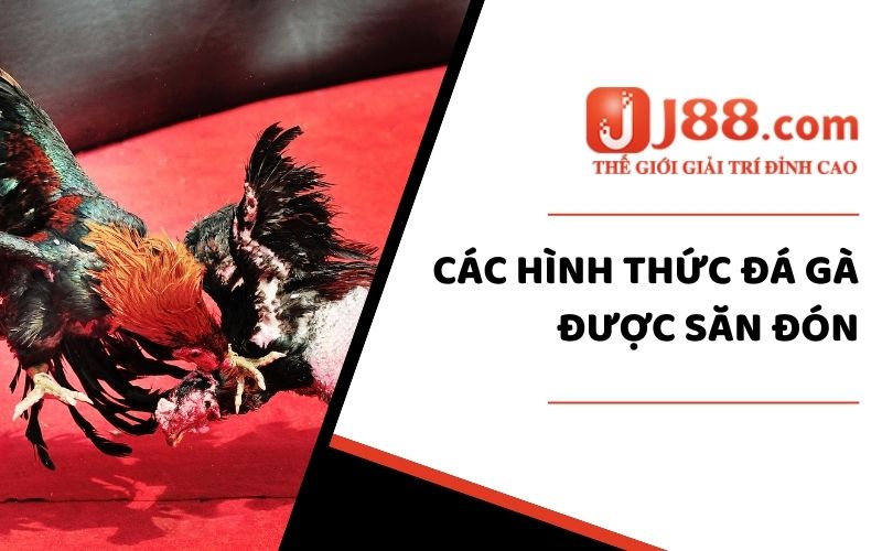 Sảnh Đá Gà J88 - Cá Cược Siêu Đỉnh Số #1 Việt Nam 2024 3 Một số kinh nghiệm tham gia Đá Gà luôn thắng