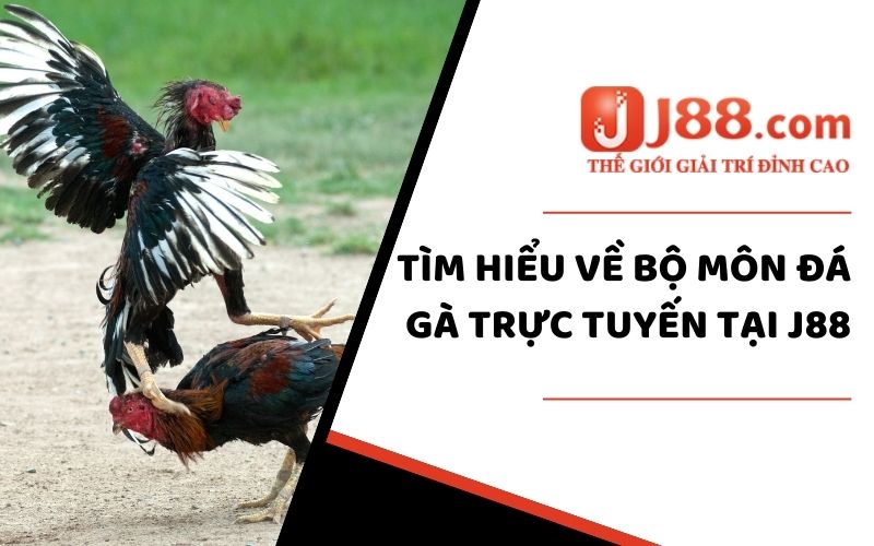 Sảnh Đá Gà J88 - Cá Cược Siêu Đỉnh Số #1 Việt Nam 2024 1 Đôi nét về sảnh Đá Gà