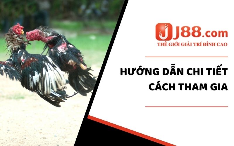 Sảnh Đá Gà J88 - Cá Cược Siêu Đỉnh Số #1 Việt Nam 2024 2 Sảnh Đá Gà của nhà cái đang cung cấp loại hình gì?
